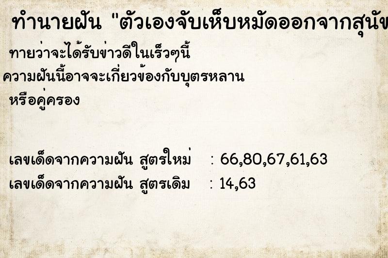 ทำนายฝันตัวเองจับเห็บหมัดออกจากสุนัขสีขาว ทำนายฝันทำนายฝันตัวเองจับเห็บหมัดออกจากสุนัขสีขาว