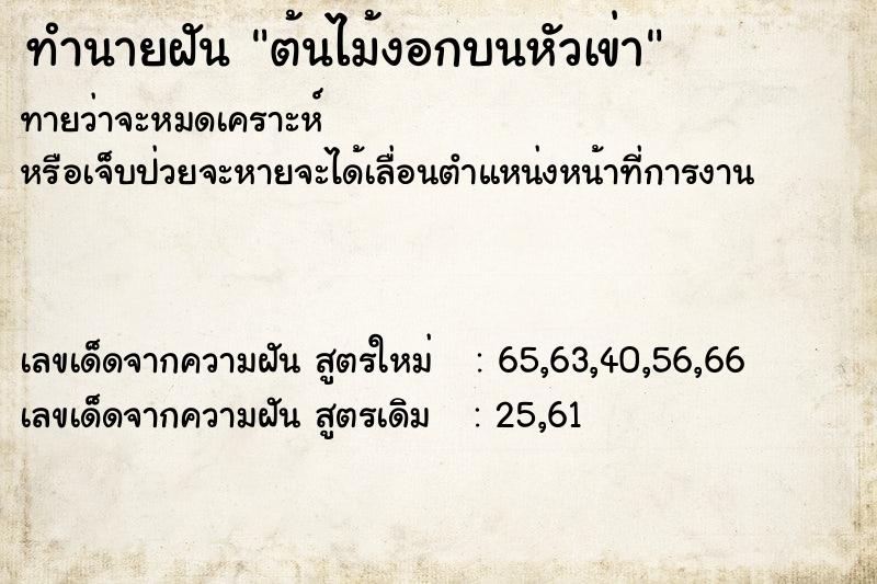 ทำนายฝัน ต้นไม้งอกบนหัวเข่า ทำนายฝัน ต้นไม้งอกบนหัวเข่า