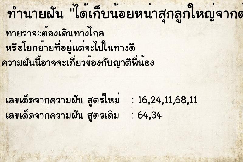 ทำนายฝันทำนายฝันได้เก็บน้อยหน่าสุกลูกใหญ่จากต้นกิน