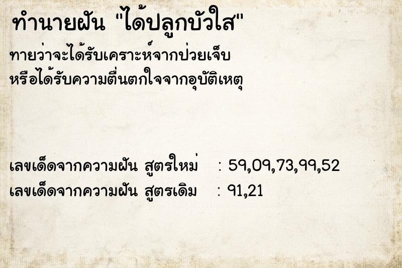 ทำนายฝันได้ปลูกบัวใส ทำนายฝันทำนายฝันได้ปลูกบัวใส