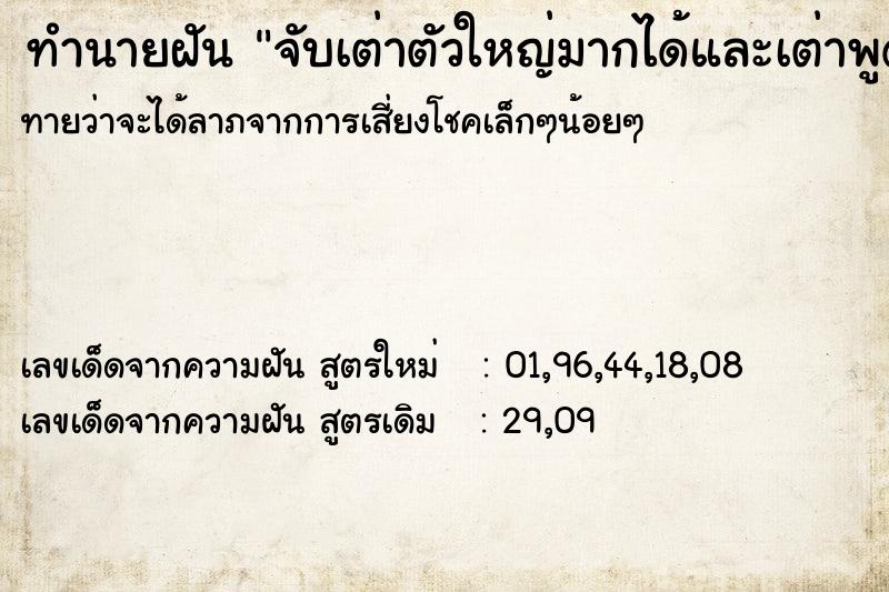 ทำนายฝันทำนายฝันจับเต่าตัวใหญ่มากได้และเต่าพูดได้
