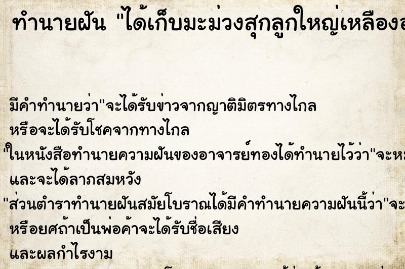 ทำนายฝัน ได้เก็บมะม่วงสุกลูกใหญ่เหลืองอร่าม ทำนายฝัน ได้เก็บมะม่วงสุกลูกใหญ่เหลืองอร่าม